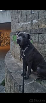 Daruji psa Bandog - 5