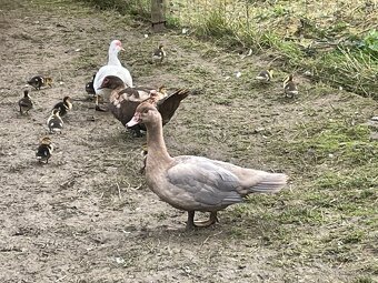 PRODÁM MLADÉ PIŽMOVKY VELKÉ KRÁSNÝCH BAREV - 5