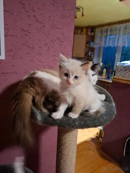 Koťátka ragdoll - 5
