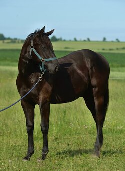 Nabízím valacha paint horse APH, - 5