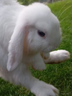Zakrslý králíček 🐰 - 5