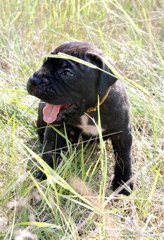 CANE CORSO - 5