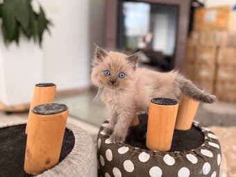 Ragdoll koťátka - 5