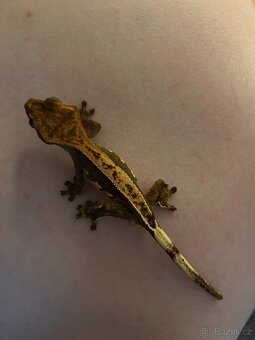 Prodám Pagekony řasnatý (Correlophus ciliatus) - 5