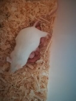 Myš bílá - laboratorní - 5