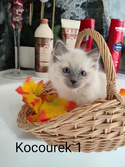 Ragdoll koťátka bez PP - 5