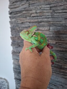 chameleon jemenský - 5