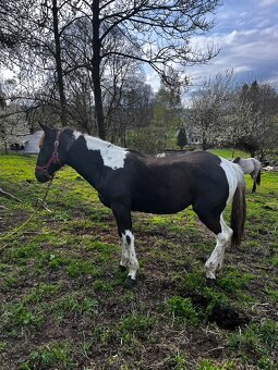 Na prodej Klisna 50% APH - 5