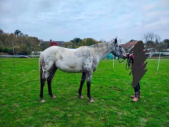Mimořádná Appaloosa klisna 90%FPD - 5
