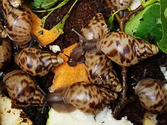 Africký šnek - Lissachatina reticulata - 5