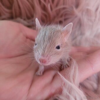 Osmák degu s PP – mláďátka - 5