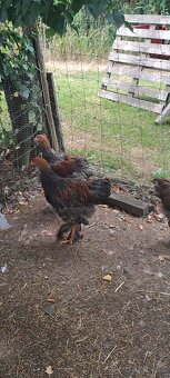 Prodám kohouty Brahmanky velké - 5