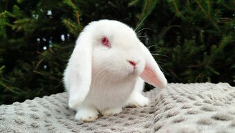 Zakrslý beránek, králíček, králík - WILLIAM - 5
