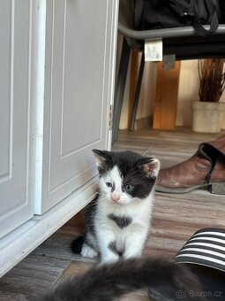 Daruji koťátka - 5