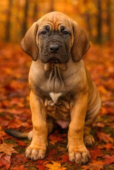 Brazilská fila s PP - 5