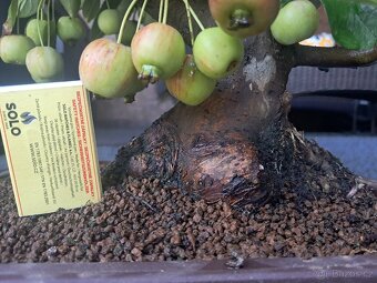 Bonsaj,bonsai Jabloň - 5