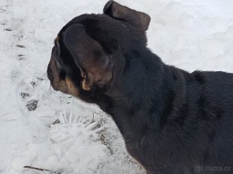 Francouzský buldocek - 5