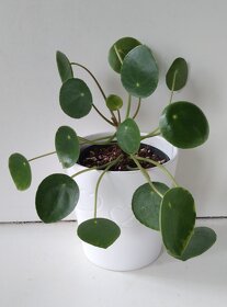 Pilea - pokojová rostlina - 5