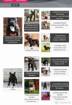 Francouzsky buldoček s PP/French bulldog - 5