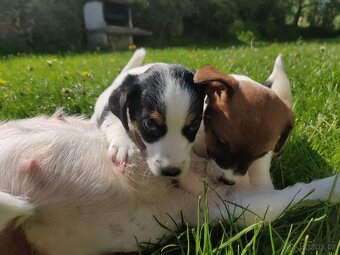 Štěňata Jack Russell terier s PP - 5