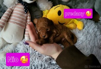 Pudl toy mini Red ❣️ - 5