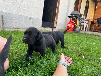 Labradorský retrívr - 5