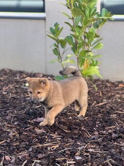 Štěňátka Shiba-inu - 5