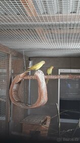 Prodám Alexandry malé - 5