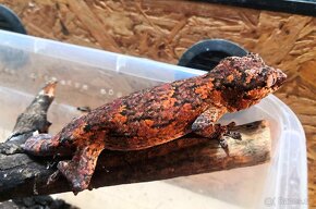 Rhacodactylus Auriculatus - Pagekon hrbolkohlavy - 5