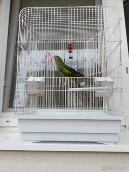 Papoušek horské věk 1 +klecí - 5