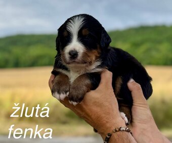 Bernský salašnický pes - štěňátka s PP - 5
