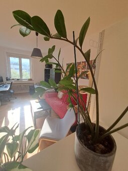 Prodej bytu 1+1 45 m² Hvězdova, Praha - Nusle - 5