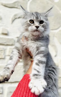 Heidi s PP ❤️Mainská mývalí kočka Maine coon - 5