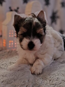 Jorkšírský teriér s PP biewer - 5