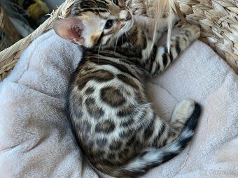 Bengálské kotě - 5