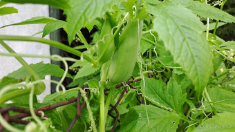 Ačokča (indiánská okurka) semínka - 5