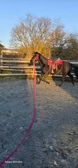 6 ročná kobylka - 5