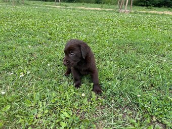 Labradorský retriever čokoláda - štěňátka s Průkazem Původu - 5