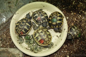 suchozemská Želva zelenavá (Testudo hermanni) - mláďata - 5
