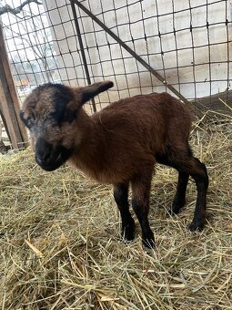 Kamerunské jehňata - 5