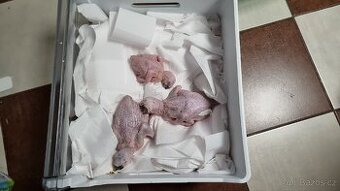 Ara Ararauna 14ti a 10ti denni mladata na rucni dokrmeni - 5