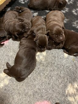 Štěňátka s PP - Labradorský retriever - 5