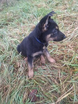 Německý ovčák - štěňátka - 5