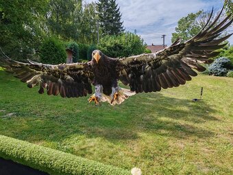 Dárkový poukaz záchranná stanice dravců. - 5