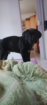Cane corso - 5