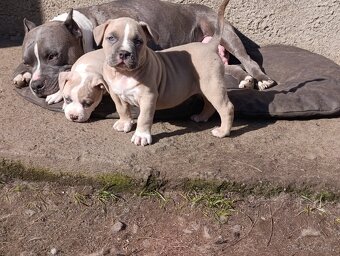 American Bully Standard - 5