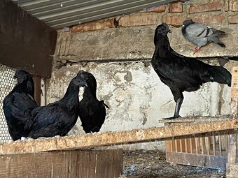 Ayam cemani - 5