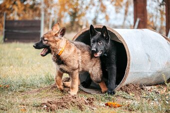 Německý ovčák - 5