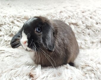 Zakrslý beránek, králíček, králík - LADY - 5