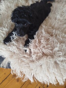 Pudl Pudlik toy trpasličí - 5